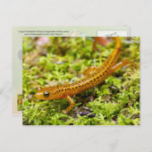 サンショウウオ ポストカード (正面/裏面)