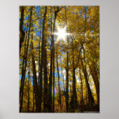 サンスター ポスター (正面)