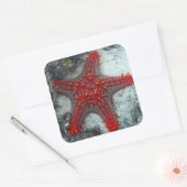 サンズヒトデの珊瑚礁の冠 スクエアシール (封筒)