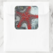 サンズヒトデの珊瑚礁の冠 スクエアシール (バッグ)
