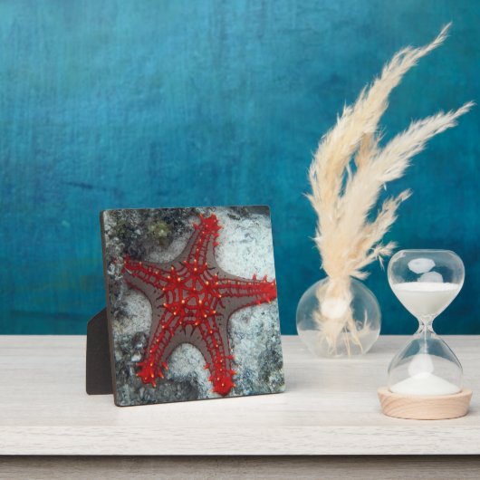 サンズヒトデの珊瑚礁の冠 フォトプラーク (インサイチュ)