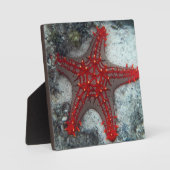 サンズヒトデの珊瑚礁の冠 フォトプラーク (正面)