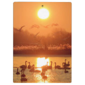 サンセットで湖に白鳥 クリップボード (裏面)