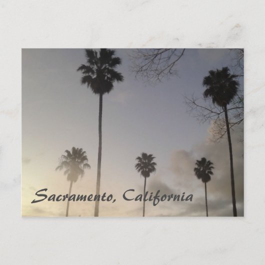 サンセットにヤシの木 ポストカード (正面)