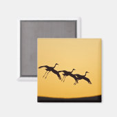 サンセットに着陸するサンドヒルクレーン マグネット (正面/裏面)