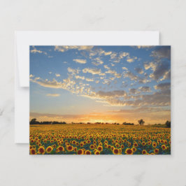 サンセットのひまわり