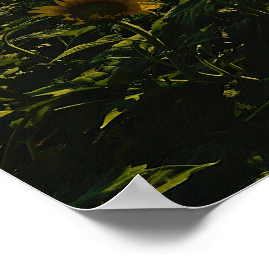 サンセットのひまわり ポスター (角)