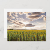 サンセットのひまわり ポストカード (正面/裏面)