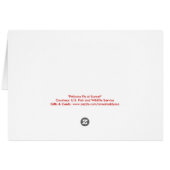 サンセットのペリカン空白のフォトグリーティングカード (裏面横)