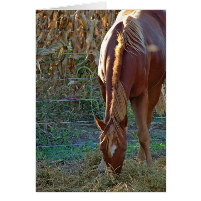 サンセットの馬 (正面)