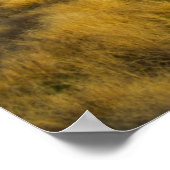 サンセットは茂みの赤い樹皮を強調する ポスター (角)