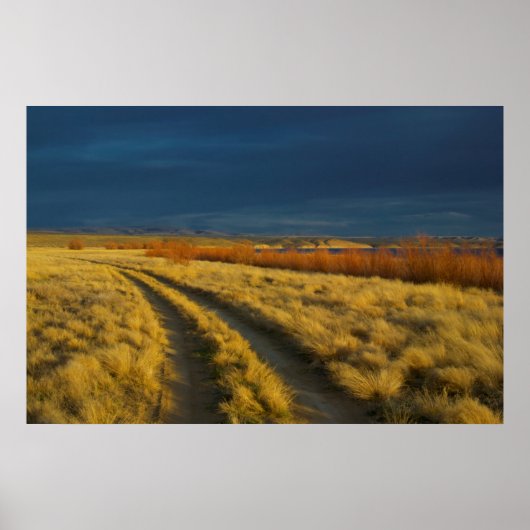 サンセットは茂みの赤い樹皮を強調する ポスター (正面)