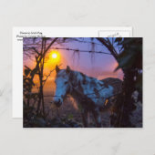 サンセットアイリッシュフォグの中の馬 ポストカード (正面/裏面)