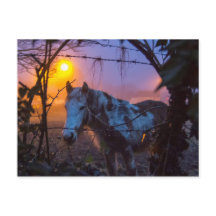 サンセットアイリッシュフォグの中の馬