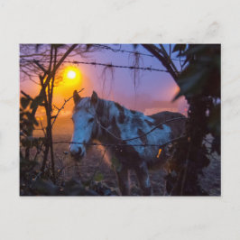 サンセットアイリッシュフォグの中の馬 ポストカード