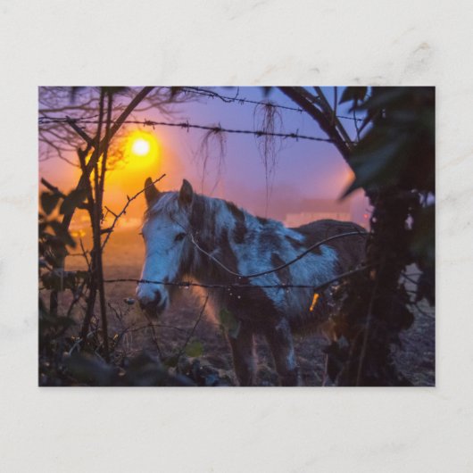 サンセットアイリッシュフォグの中の馬 ポストカード (正面)