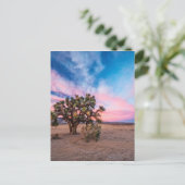 サンセットアットモハベ ポストカード (スタンド正面)