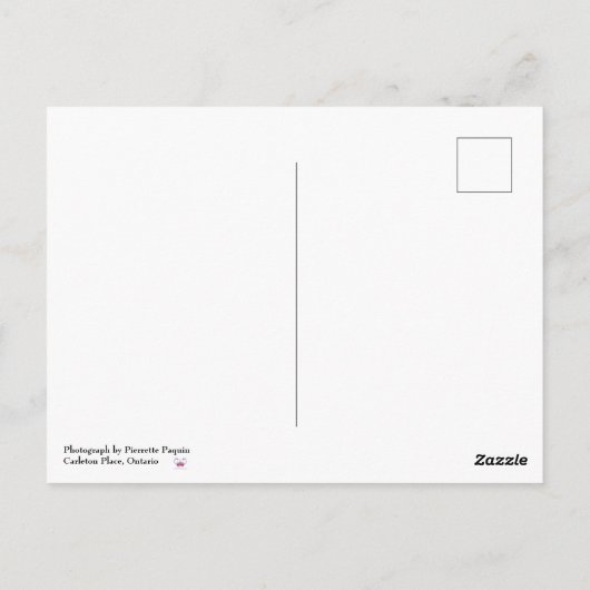 サンセットアンナマリアアイランドフロリダ旅行 ポストカード (裏面)