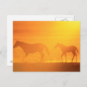 サンセットウォーク ポストカード (正面/裏面)