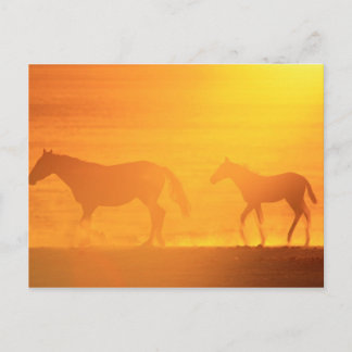 サンセットウォーク ポストカード