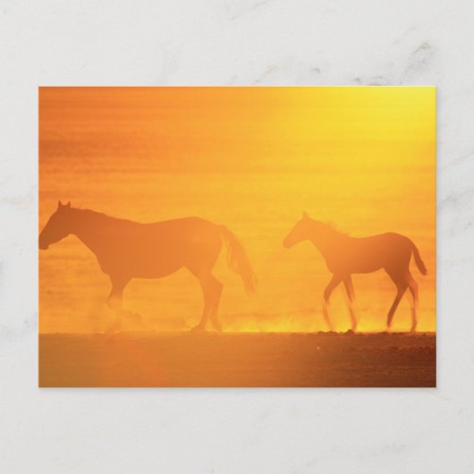 サンセットウォーク ポストカード (正面)