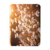 サンセットオックスアイデイジー マグネット (縦)