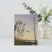 サンセットオンルイジアナ湿地 ポストカード (スタンド正面)