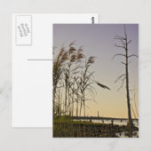 サンセットオンルイジアナ湿地 ポストカード (正面/裏面)