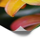 サンセットオーキッド ポスター (角)