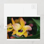 サンセットオーキッド ポストカード (正面/裏面)