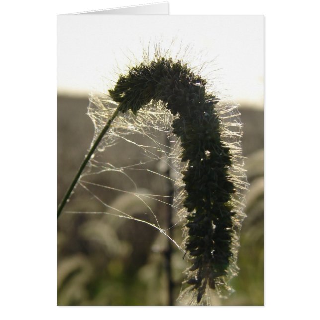 サンセットグラス (正面)