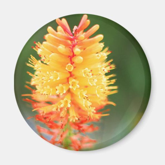 サンセットグローマグネット マグネット (正面)