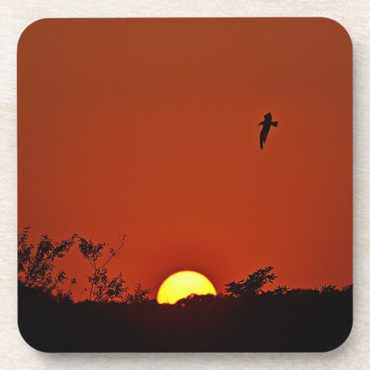 サンセットコースター コースター (正面)