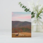 サンセットゴルフコースの鹿 ポストカード (スタンド正面)