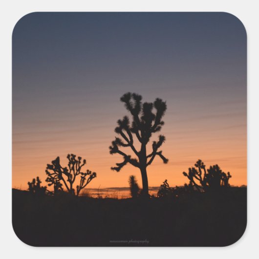 サンセットジョシュアの木 スクエアシール (正面)