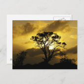 サンセットツリー ポストカード (正面/裏面)