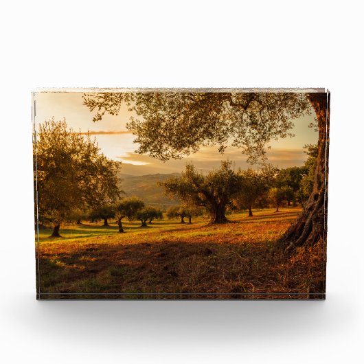 サンセットヒルズオータムツリーズ フォトブロック (正面)