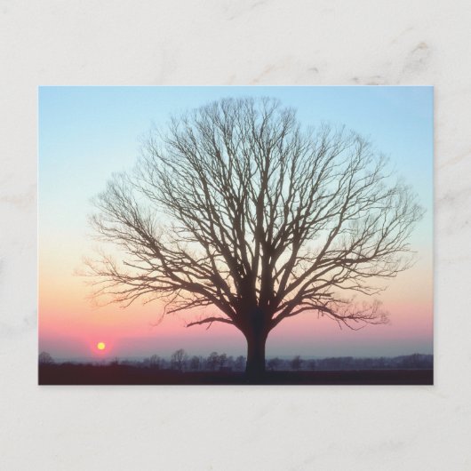 サンセットビュー ポストカード (正面)