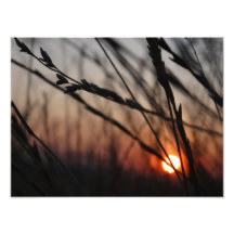 サンセットフォトコダックプロフェッショナル写真