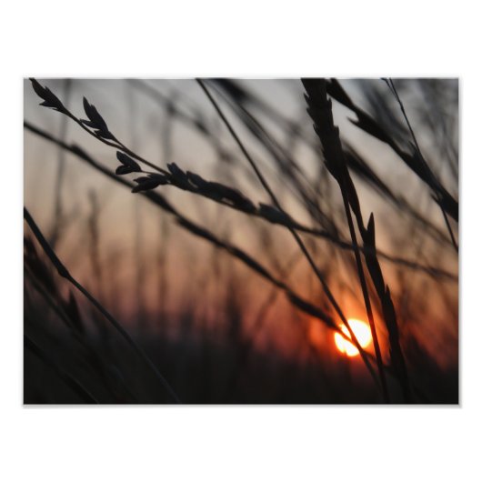 サンセットフォトコダックプロフェッショナル写真 フォトプリント            (正面)