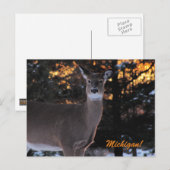 サンセットホワイトテール ポストカード (正面/裏面)