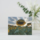 サンセットポストカードのひまわり ポストカード (スタンド正面)