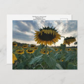 サンセットポストカードのひまわり ポストカード (正面/裏面)
