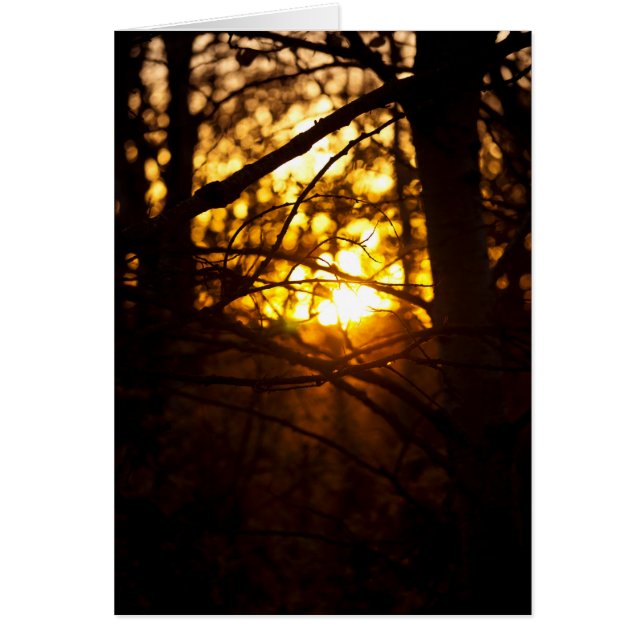 サンセットポプラ (正面)