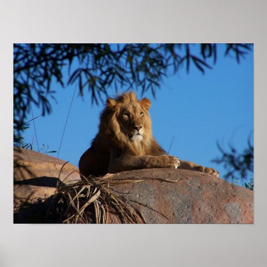 サンセットライオン ポスター (正面)