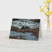 サンセットライトハーバーシールIアットサンディエゴ カード (黄色い花)