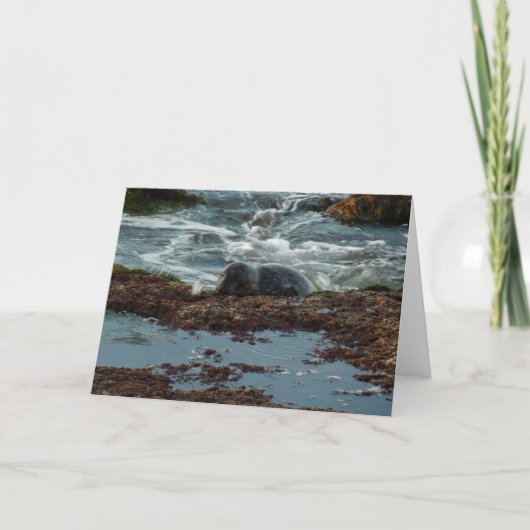 サンセットライトハーバーシールIアットサンディエゴ カード (正面)