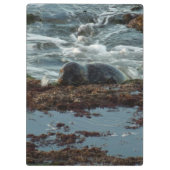 サンセットライトハーバーシールIアットサンディエゴ クリップボード (裏面)