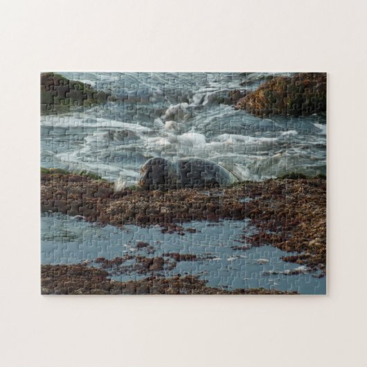 サンセットライトハーバーシールIアットサンディエゴ ジグソーパズル (横)