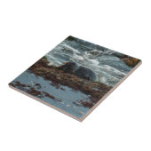 サンセットライトハーバーシールIアットサンディエゴ タイル (側面)